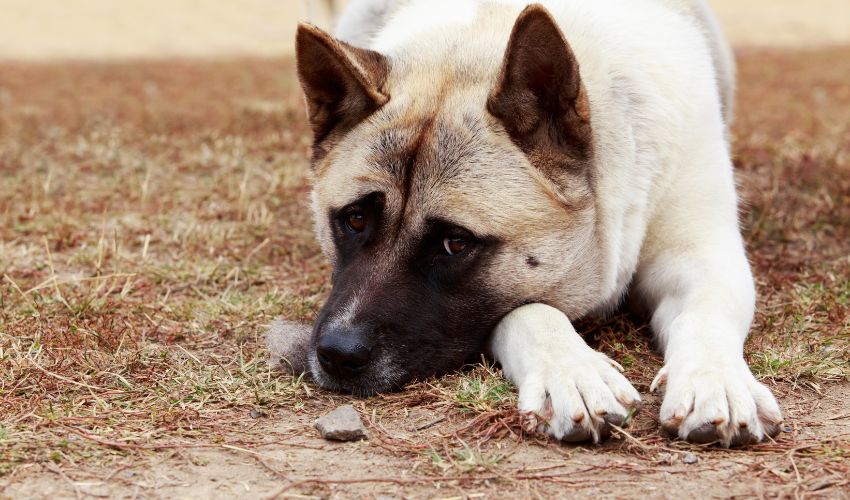 Effective Tips for Socializing Large Breed Puppies at an Early Age